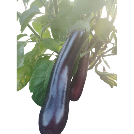 Aubergine 500g